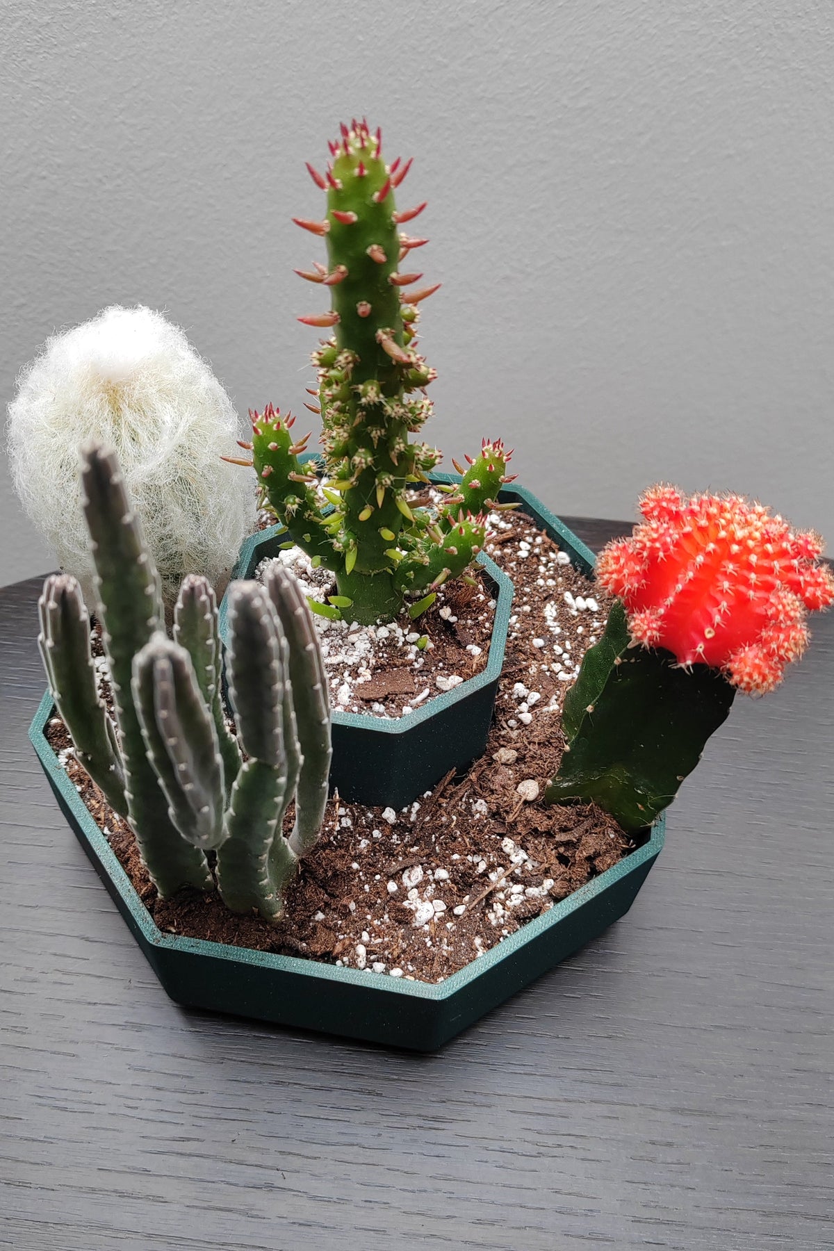 Pot octogonal à deux niveaux pour cactus