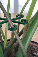 Gros plan d'un crochet tuteur minimaliste pour plantes, couleur neutre, sur fond blanc