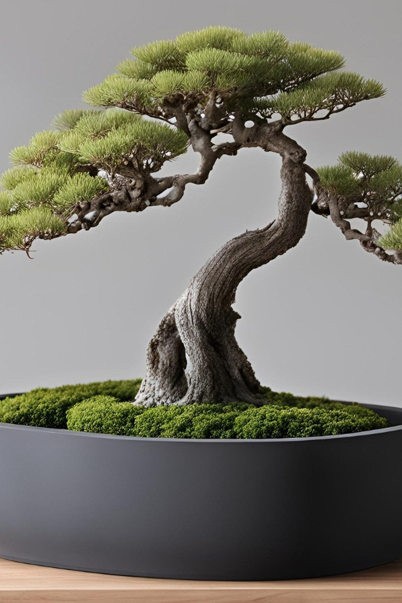 Pot à bonsaï rond minimaliste à finition mate lisse, vu de dessus