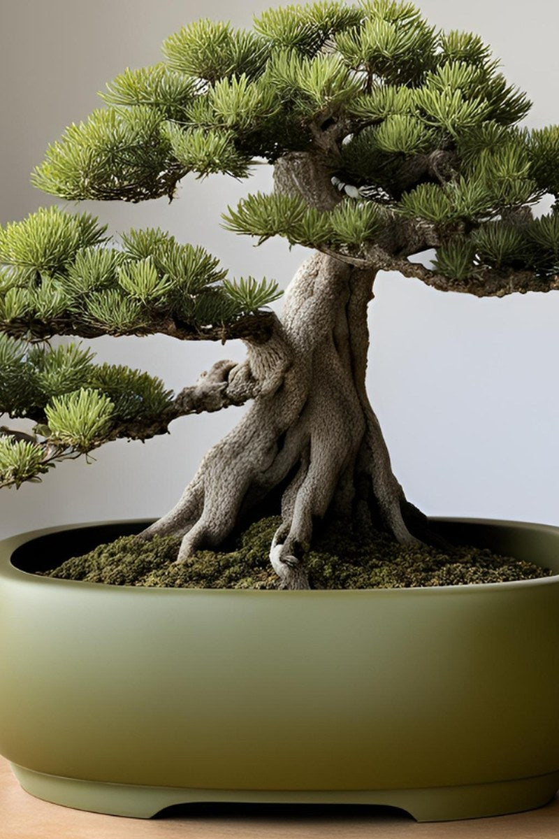 Pot à bonsaï ovale et lisse en finition naturelle vu de face