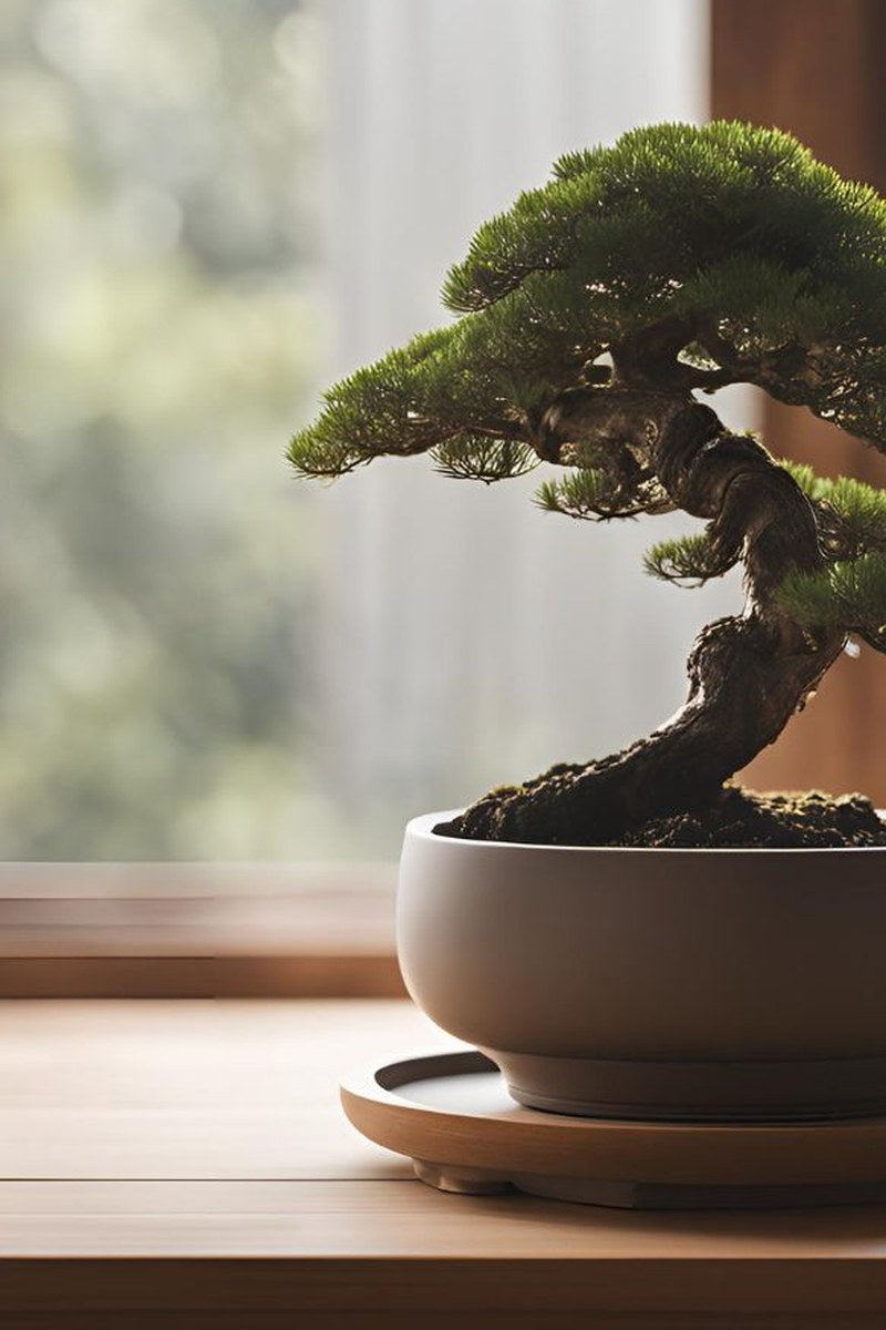 Pot à bonsaï incurvé avec trou de drainage, design scandinave minimaliste