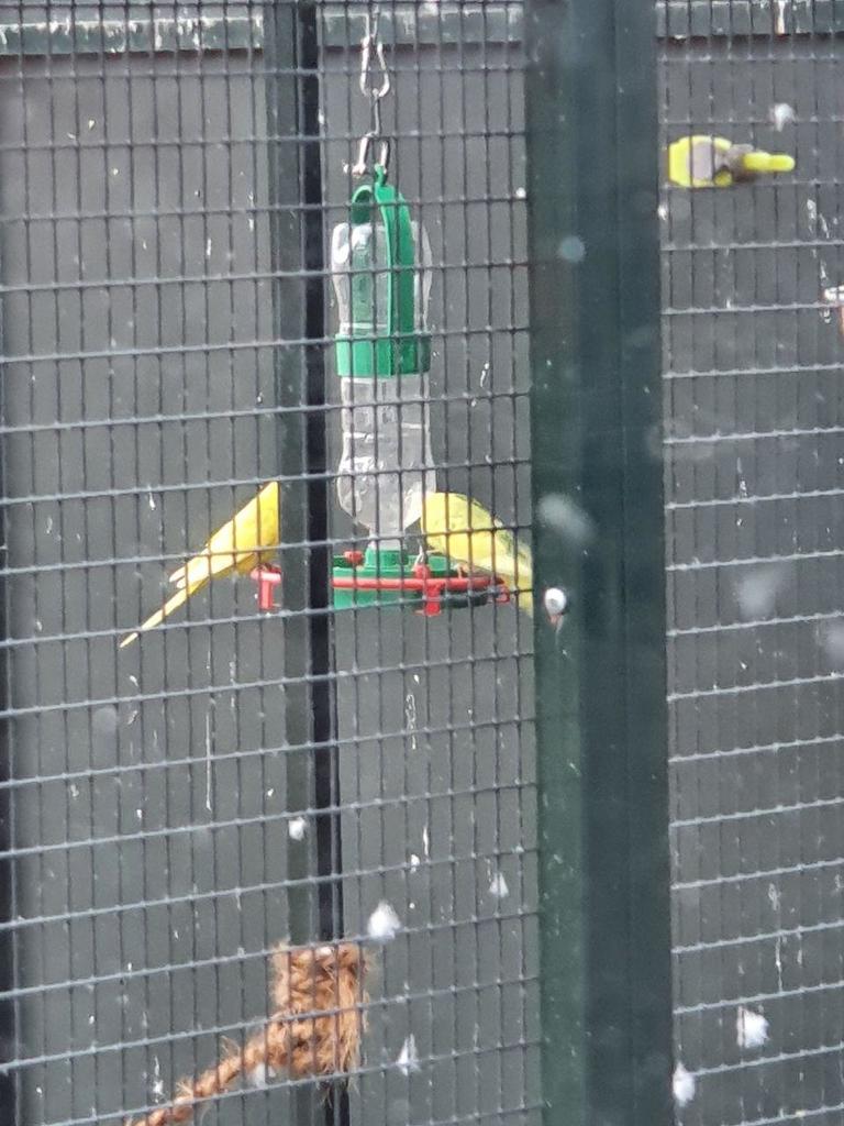 Abreuvoir avec perchoir et support de bouteille pour les oiseaux du jardin
