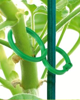Clips pour plantes grimpantes – sûrs et discrets