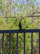 Perchoir antidérapant de rambarde pour oiseaux sauvages
