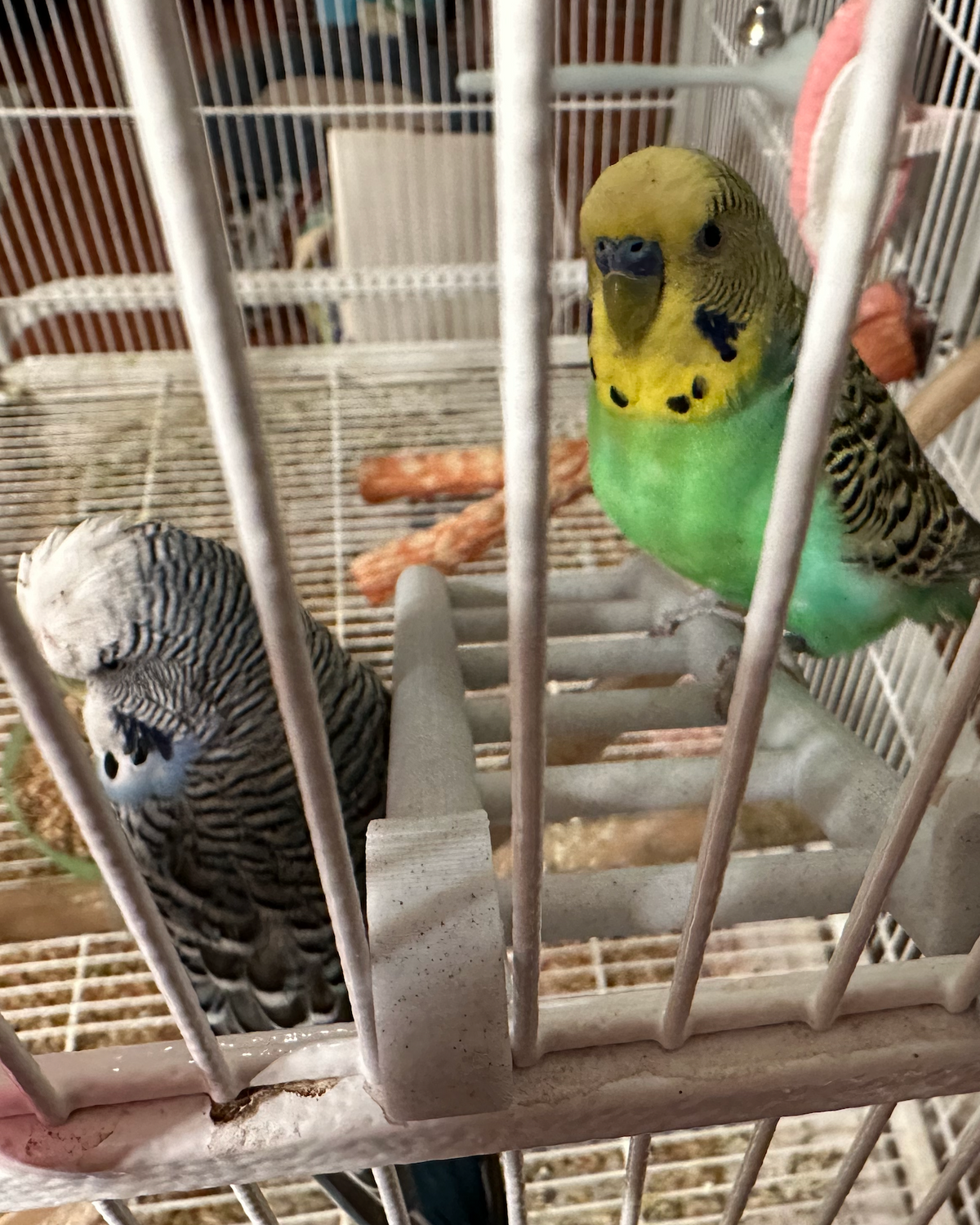 Échelle pour cage à oiseaux pour perruches